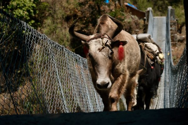 trek_kangchenjunga_nepal_04